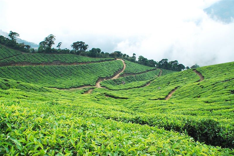 Plantations de thé - Kerala - Inde