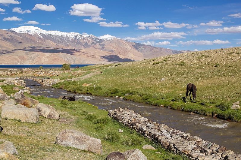 Chevaux au lac Tsomoriri - Ladakh - Inde