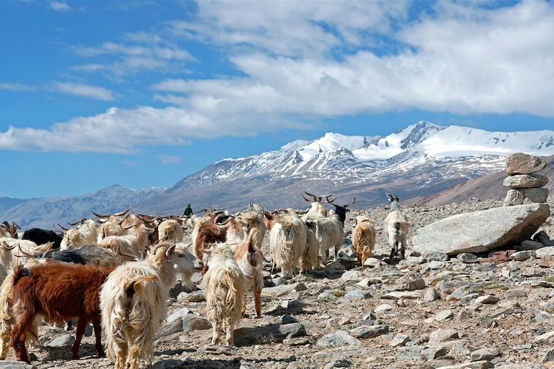 Troupeau de chèvre au Rohtang Pass - Himachal Pradesh - Inde