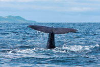 Iles, volcans et baleines bleues !