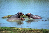 Safari de l’ouest africain (Bénin+ Burkina Faso)