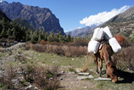 Tibet, sur la piste de l'Or blanc