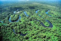 Jungle fever !