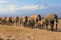 Safaris, savane et tralala !