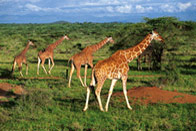 Du Masai Mara à l'océan Indien