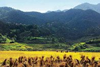Kathmandu, vallée des Dieux