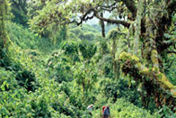 Gorilles, lacs et volcans (Ouganda+ Rwanda)