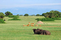 Best of Ouganda