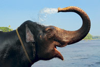 Thé ou éléphant ?