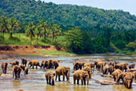 L'île aux éléphants
