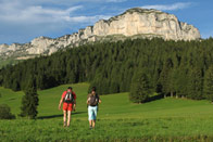 Chartreuse Heureuse 