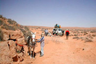 Les chevaux du Grand Sud