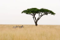 Des parcs, des parcs, oui mais de la Tanzanie