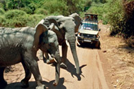 Rando Kili & petit safari (Par Kilimandjaro Airport)