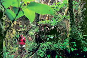 Guadeloupe, l’archipel papillon