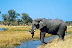 Namib, Bushmen, Okavango & chutes Victoria 