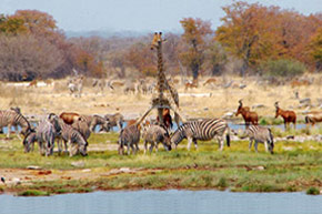 Panorama d'Afrique australe