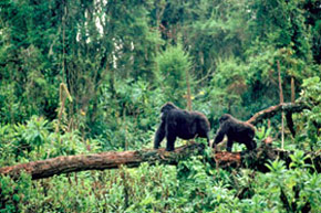 Merveilles d'Afrique Equatoriale (Rwanda+ Burundi+ Tanzanie)