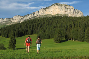 Chartreuse Heureuse 