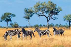 Du cap à Victoria Falls par la Namibie.