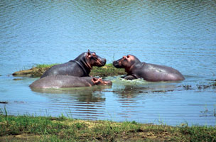 Safari de l’ouest africain (Bénin+ Burkina Faso)