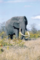 Safari de l’ouest africain (Bénin+ Burkina Faso)