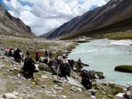 Tibet, sur la piste de l'Or blanc