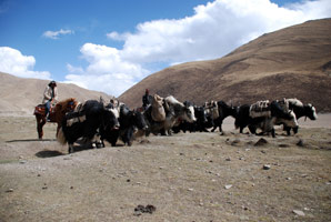 Tibet, sur la piste de l'Or blanc