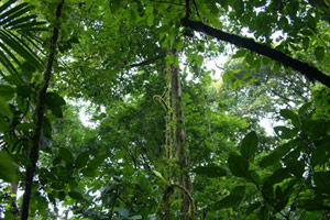 Rando au pays de l'or vert