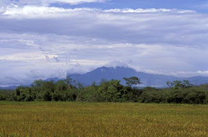Chlorophylle, magma et crustacés 