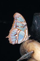 Chlorophylle, magma et crustacés 