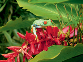 Deux semaines de rêves au Costa Rica ...