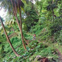 Sentiers Kalinagos et pirates de la Dominique