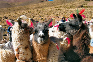 Au pays du lama qui rit !