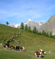 Grand Panorama du Mont-Blanc