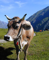 Grand Panorama du Mont-Blanc