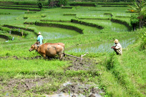 Rizières et volcans de Bali & extension balnéaire