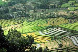 Rizières et volcans de Bali & extension balnéaire