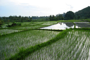 Rizières et volcans de Bali & extension balnéaire