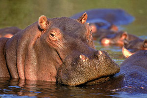 Le Mozambique, terres et lagons sauvage