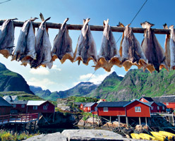 Lofoten, l’archipel magique 