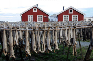 Lofoten, l’archipel magique 