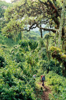Gorilles, lacs et volcans (Ouganda+ Rwanda)