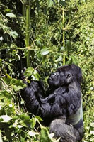 Gorilles, lacs et volcans (Ouganda+ Rwanda)