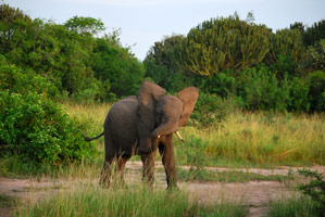 Gorilles, lacs et volcans (Ouganda+ Rwanda)