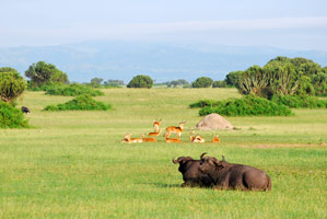 Gorilles, lacs et volcans (Ouganda+ Rwanda)
