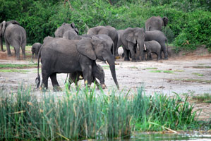 Gorilles, lacs et volcans (Ouganda+ Rwanda)