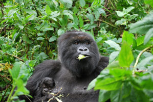 Gorilles, lacs et volcans (Ouganda+ Rwanda)