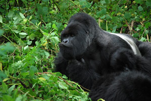 Gorilles, lacs et volcans (Ouganda+ Rwanda)