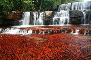 Les trésors du Roraima